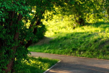 Beautiful path in the park