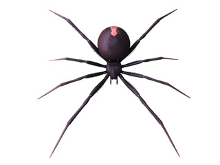 3d rendered illustration of a female black widow