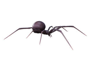 3d rendered illustration of a female black widow