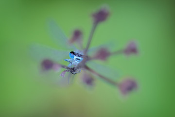 Dragonfly on blade of grass