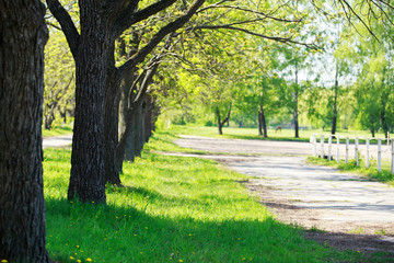 Fototapeta na wymiar Beautiful path in the park