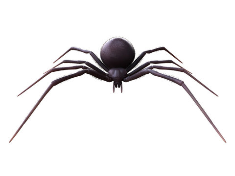 3d rendered illustration of a female black widow