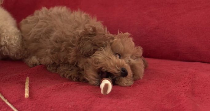 A puppy, a poodle breed, nibbles a wand. Close-up.  Slow motion 4K.