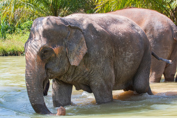 Fototapeta premium elephant living in an elephant nursing home in thailand where they are not bound in chains or being whipped or ridden