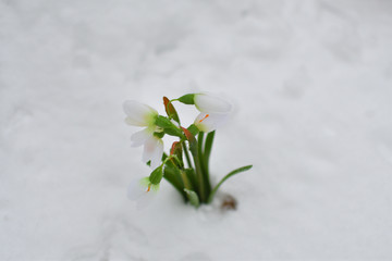 Snowdrops in a basket in winter forest