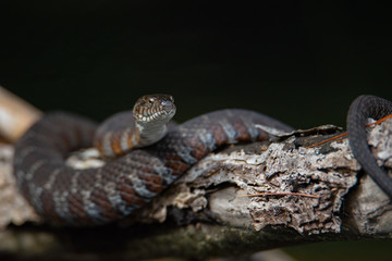 Juvenile Northern Water Snake (Nerodia sipedon) basking on a branch 