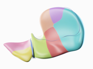 3d rendered illustration of the liver lobes