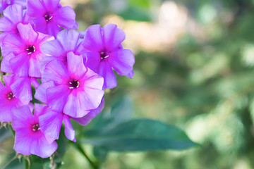 Fototapeta premium Colorful pink flowers in the garden with free space for your text