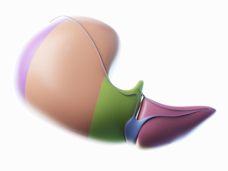 3d rendered illustration of the liver lobes