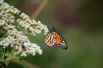 Monarch Butterfly (Danaus plexippus) perched on a flower