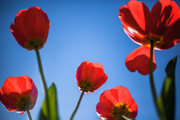 Naklejka premium red tulip on blue background, flower iof spring, bright red, blue sky, group of floers, many tulips
