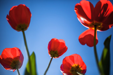 Fototapeta na wymiar red tulip on blue background, flower iof spring, bright red, blue sky, group of floers, many tulips