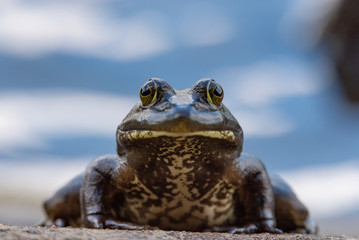 American Bullfrog (Lithobates catesbeianus) at the waters edge