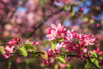 Branches of flowering Apple trees in the spring, pink flowers.
