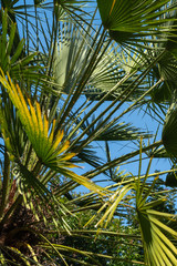 Fototapeta premium Palm leaves