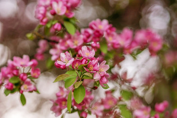 Fototapeta na wymiar Branches of flowering Apple trees in the spring, pink flowers.