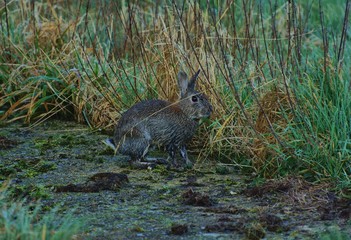 wwet rabbit, early morning