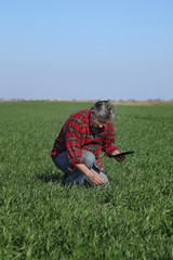 Naklejka na ściany i meble Agriculture, farmer examining wheat plant in field