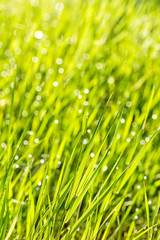 Fototapeta na wymiar Green grass with drops of dew in the morning sun