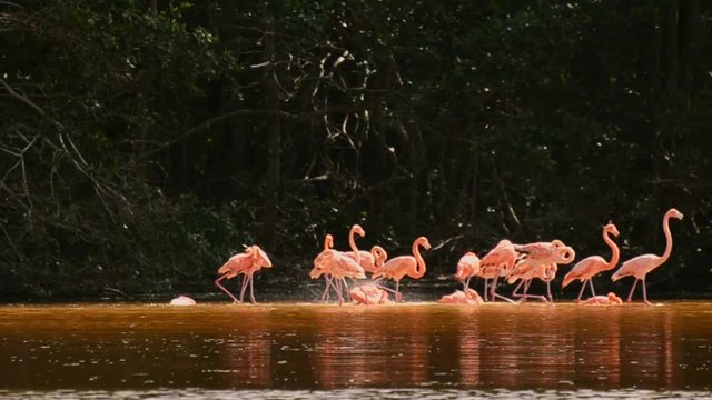 Pink flamingos bathing and playing in lagoon waters in mangrove forest