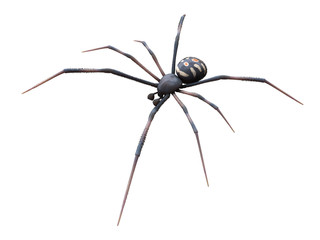 3d rendered illustration of a male black widow