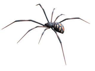 3d rendered illustration of a male black widow