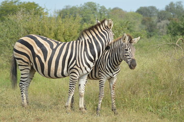 Fototapeta na wymiar Beautiful African Burchell's zebra in an African game reserve during safari