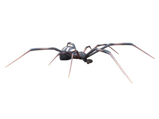 3d rendered illustration of a male black widow