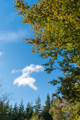 Trees
