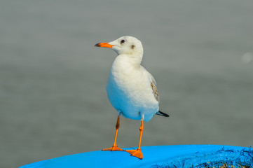 Closeup of a beautiful white seagull perched on a boat in Arabian sea near Mumbai harbour