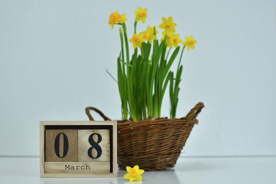 8 March composition on white background. March 8 text on wooden block calendar and one flower of yellow narcissus .basket of daffodils in the background