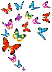Fototapeta premium beautiful pink butterflies, isolated on a white