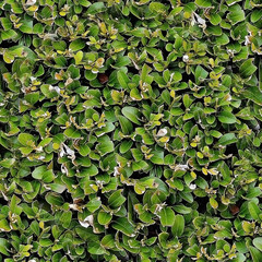 Texture of green hedgerow, seamless pattern