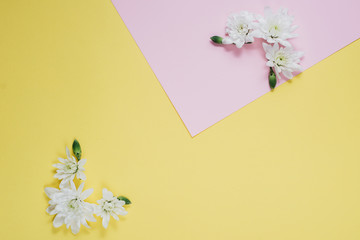 Creative composition with spring flowers. Beautiful white flowers on pastel pink and yellow background. Flat lay, top view, copy space