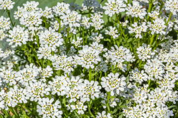 White alpine rockcress flowers in spring garden, macro