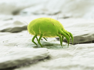 3d rendered illustration of a house dust mite