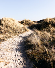 Sand dunes at a beach in Denmark