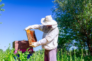 Apiarist, beekeeper is checking bees on honeycomb wooden frame