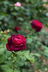 Bordeaux Rose