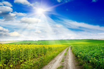 Fototapeta na wymiar Sunflower field and sun in bright sky.