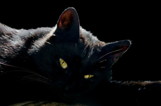 black cat with yellow eyes, black background