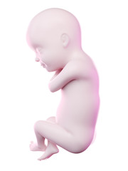 3d rendered illustration of a fetus week 30