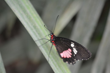 Papillorama