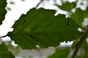 Papillorama