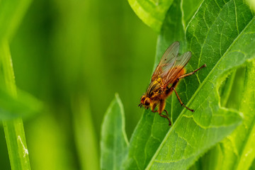 Insect