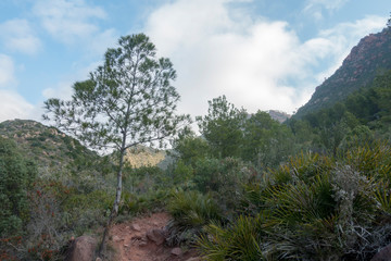 The desert of the palms in benicasim, Costa azahar