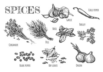 Collection of fragrant spices and herbs for dishes