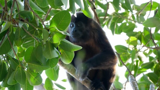 Tropical mantled howler monkey on a branch in the Caribbean.  The mantled howler or golden-mantled howling monkey, is a species of howler monkey, a type of New World monkey, from Central and South Ame