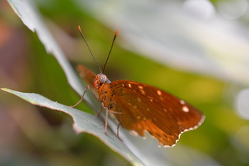 Papillorama