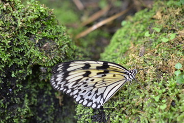 Papillorama